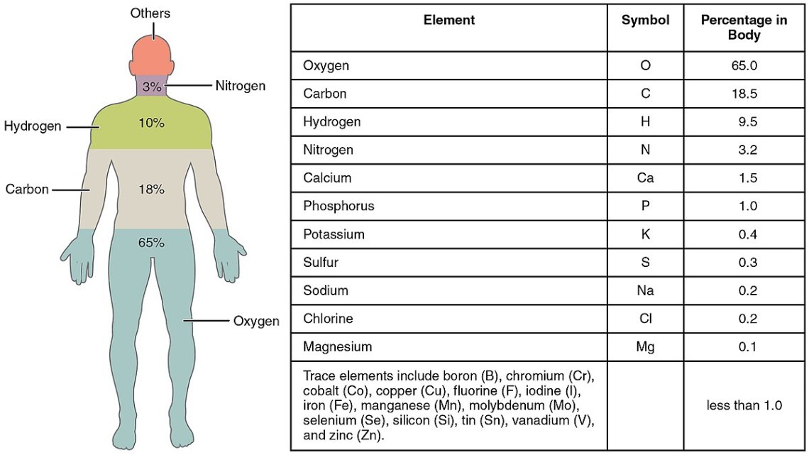 1200px-201_Elements_of_the_Human_Body-01