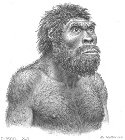 homo-erectus-drawing