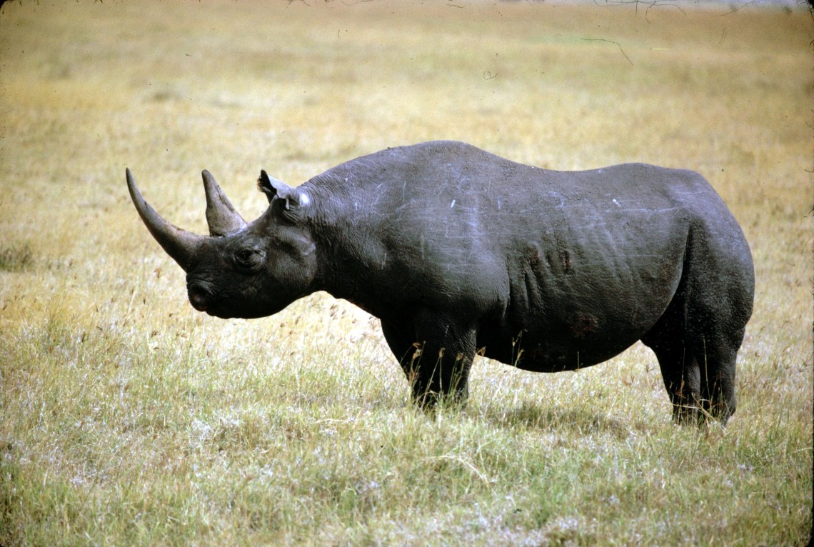 black-rhino