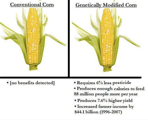 corn-comparison