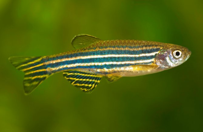 zebra-danio