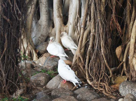 birds-banyan-tree